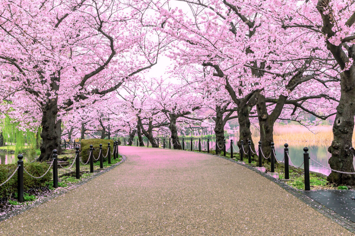 Beautiful sakura tree or cherry tree tunnel in Tokyo Japan