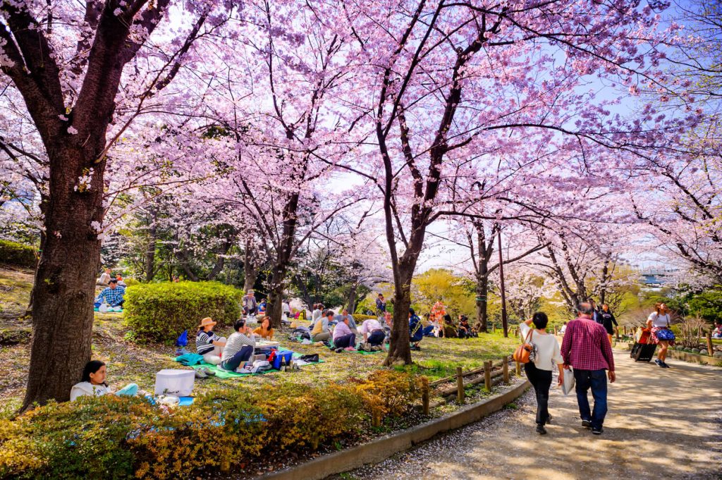 Best Time to Visit Japan: Japanese and tourists visit the cherry blossom