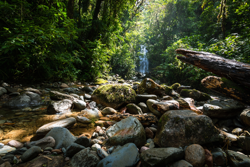 A lush, low-angle shot of the Lost Waterfalls hiking trail near Boquete, Panama, showcasing the natural beauty of the area. A rocky stream flows over large stones in the foreground, with a waterfall and dense tropical rainforest foliage visible in the background. The image captures the adventurous and scenic lifestyle that is a key part of living in Boquete.